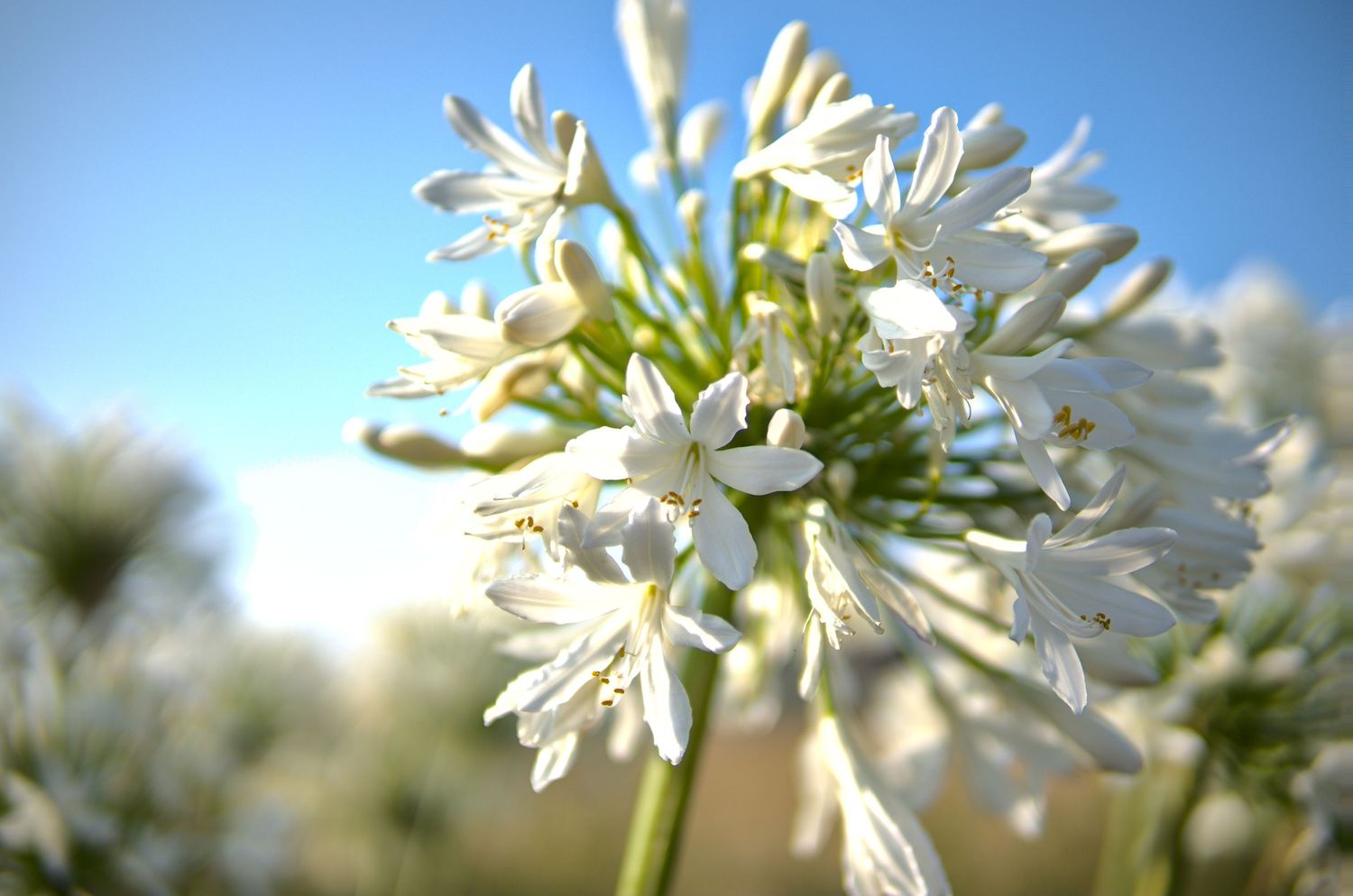 Close-up of white agapanthus flowers in full bloom against a bright blue sky.