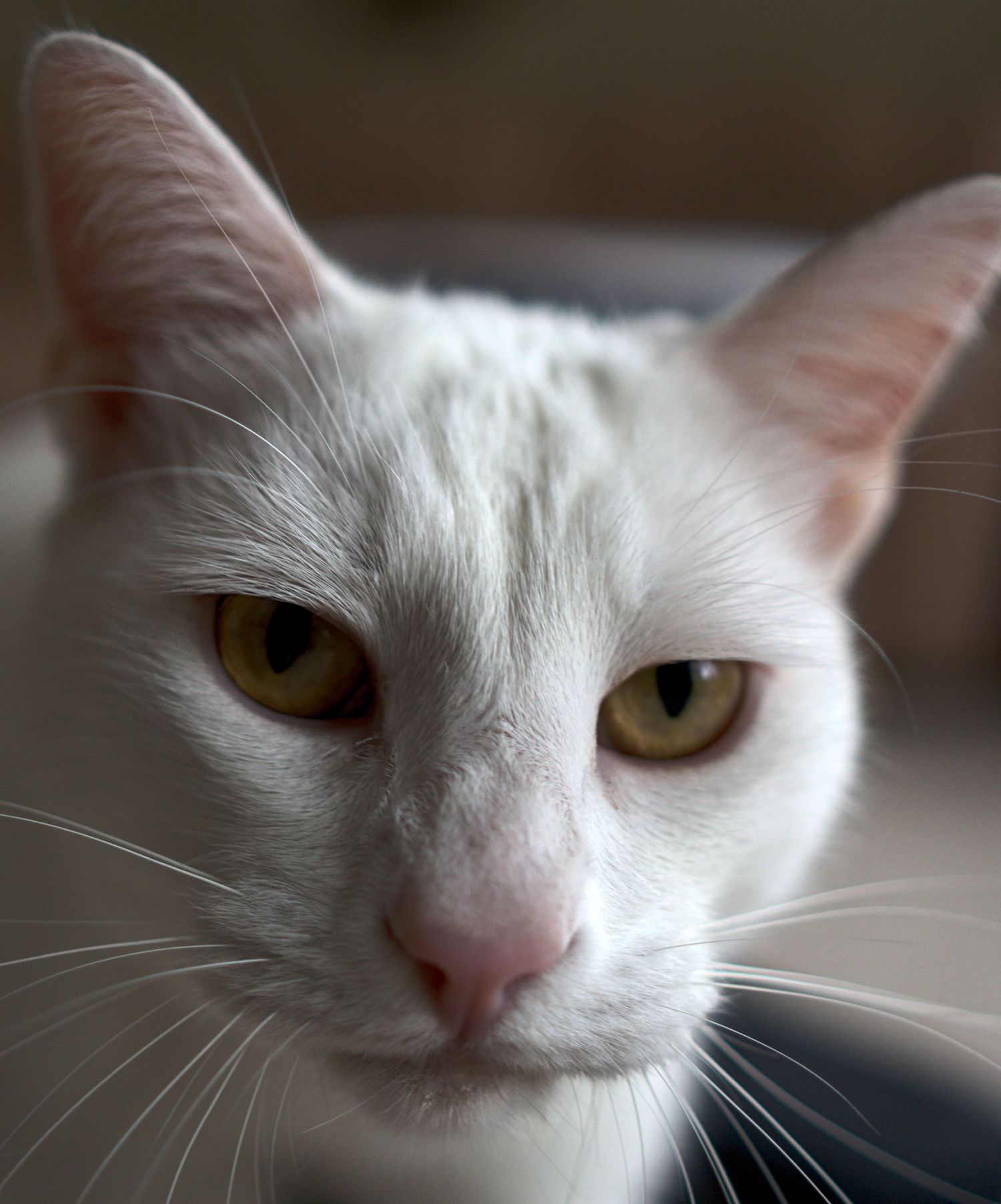 Close-up portrait of a white cat with striking golden eyes and pink nose against a soft background.