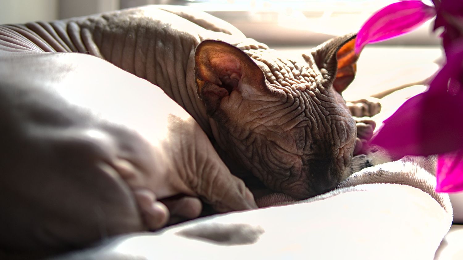 A hairless Sphynx cat napping on a soft surface in warm sunlight near a window.