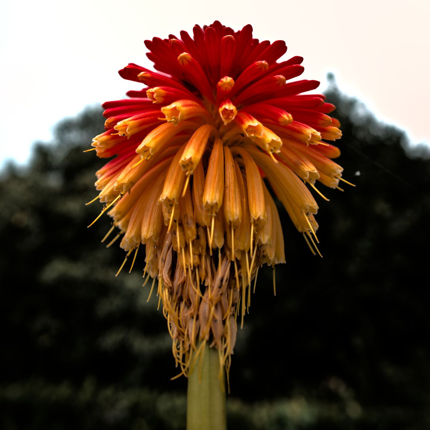 Vibrant red and orange Kniphofia torch lily flower in full bloom against a blurred outdoor background.