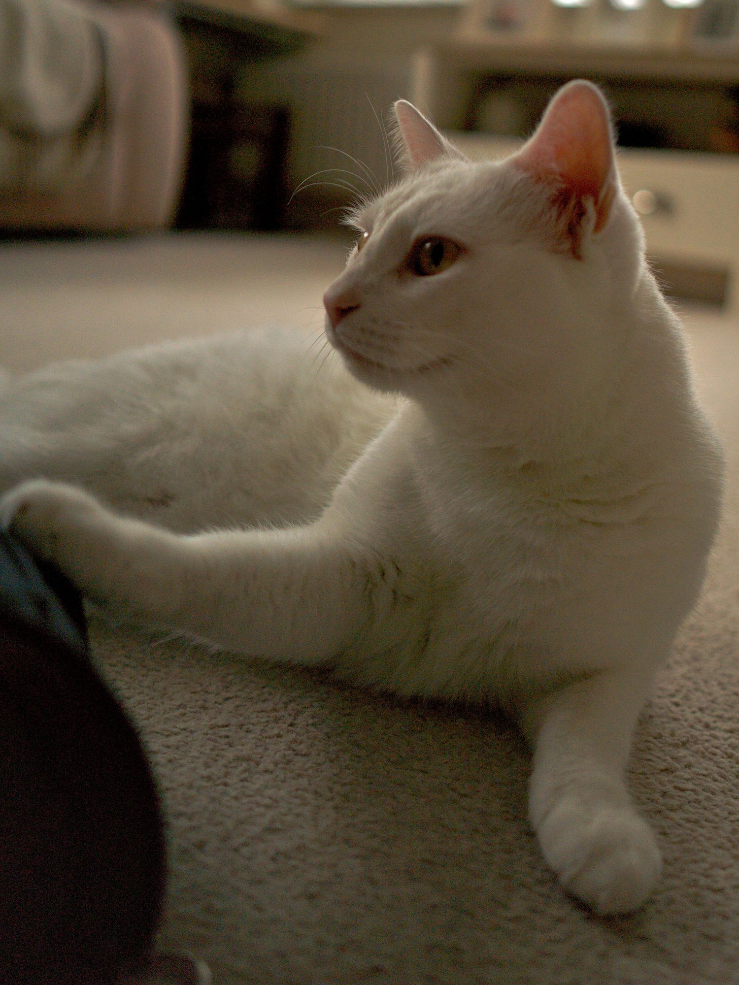 A white cat with amber eyes lounges on a carpet in a warmly lit room.