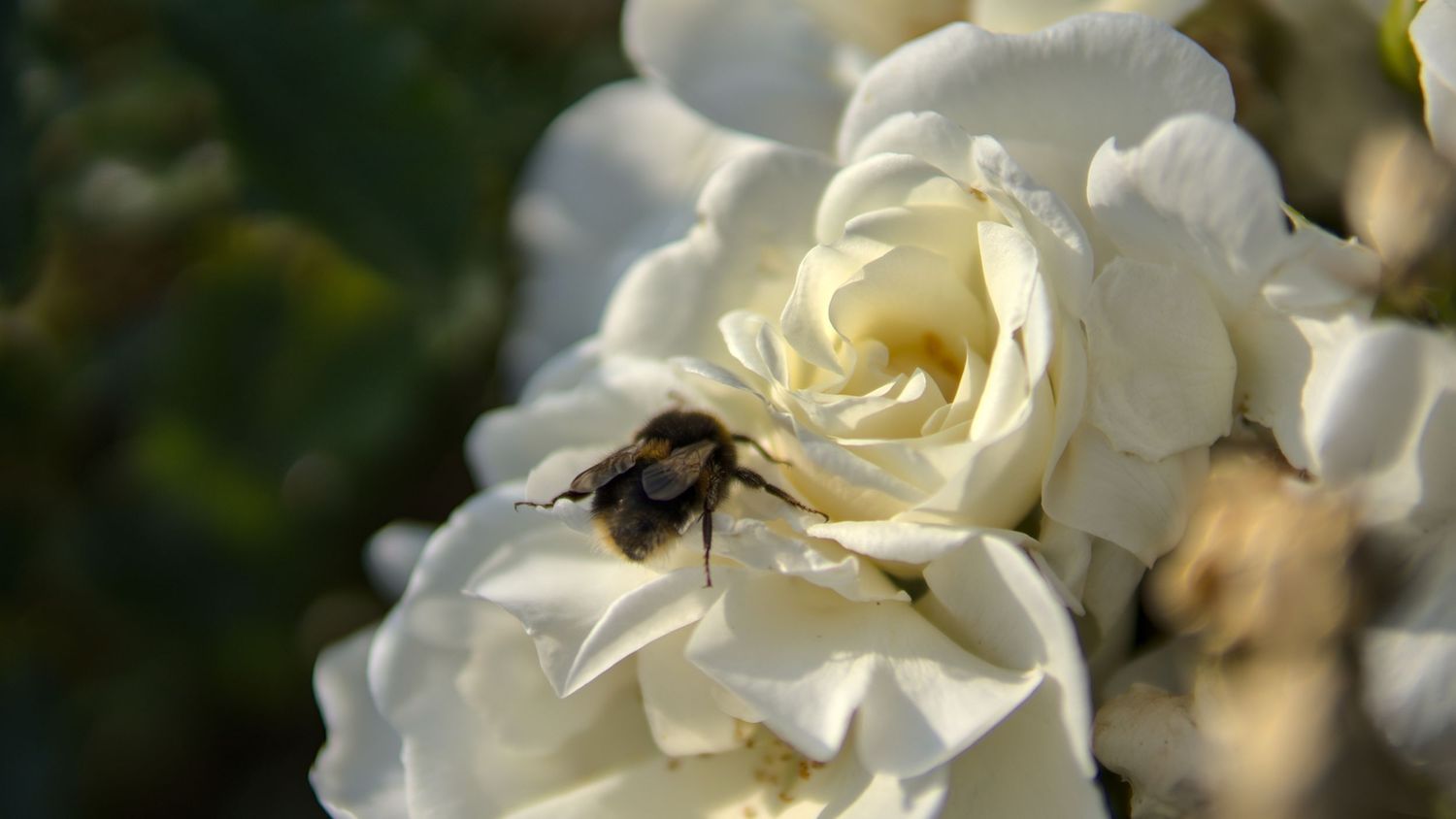 Bumblebee resting on a cluster of white roses in soft natural outdoor lighting.