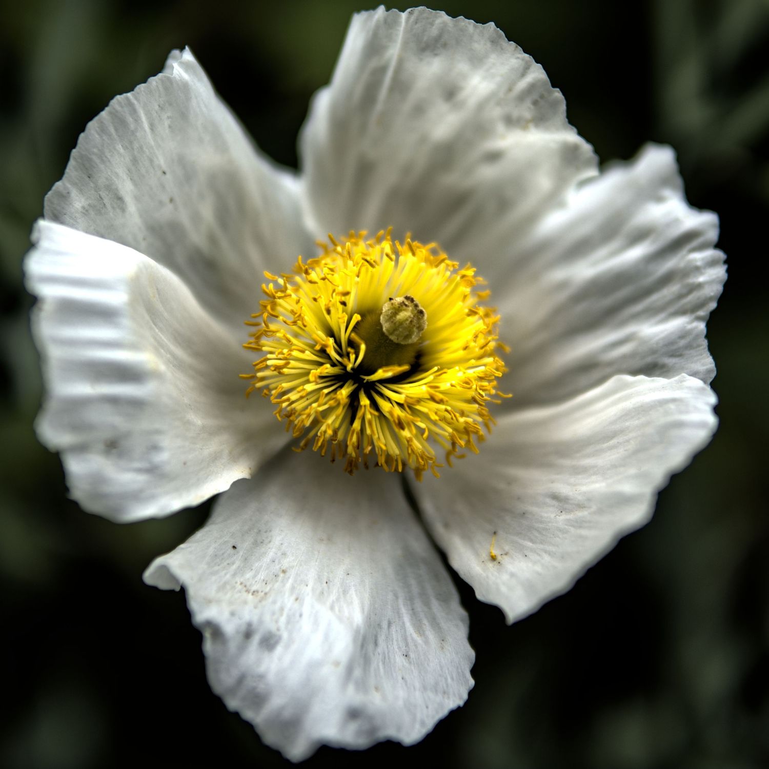 Top-down view of a white poppy flower with bright yellow center and ruffled petals.