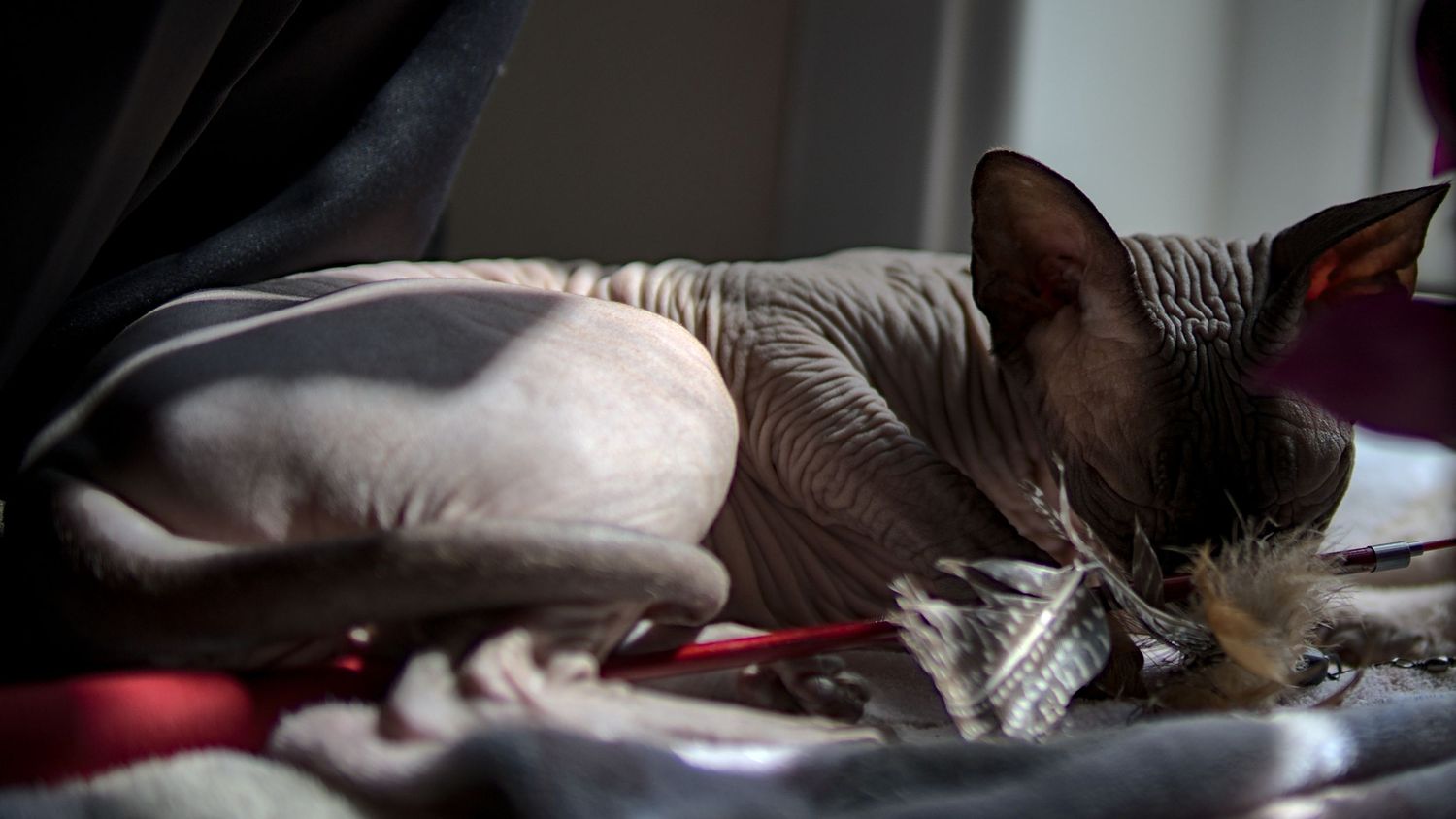 A hairless Sphynx cat resting peacefully on a soft blanket in warm sunlight.