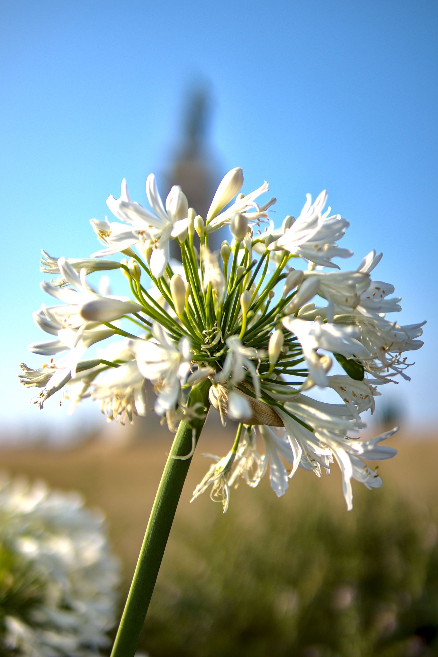White agapanthus flower cluster against a clear blue sky with a blurred background.