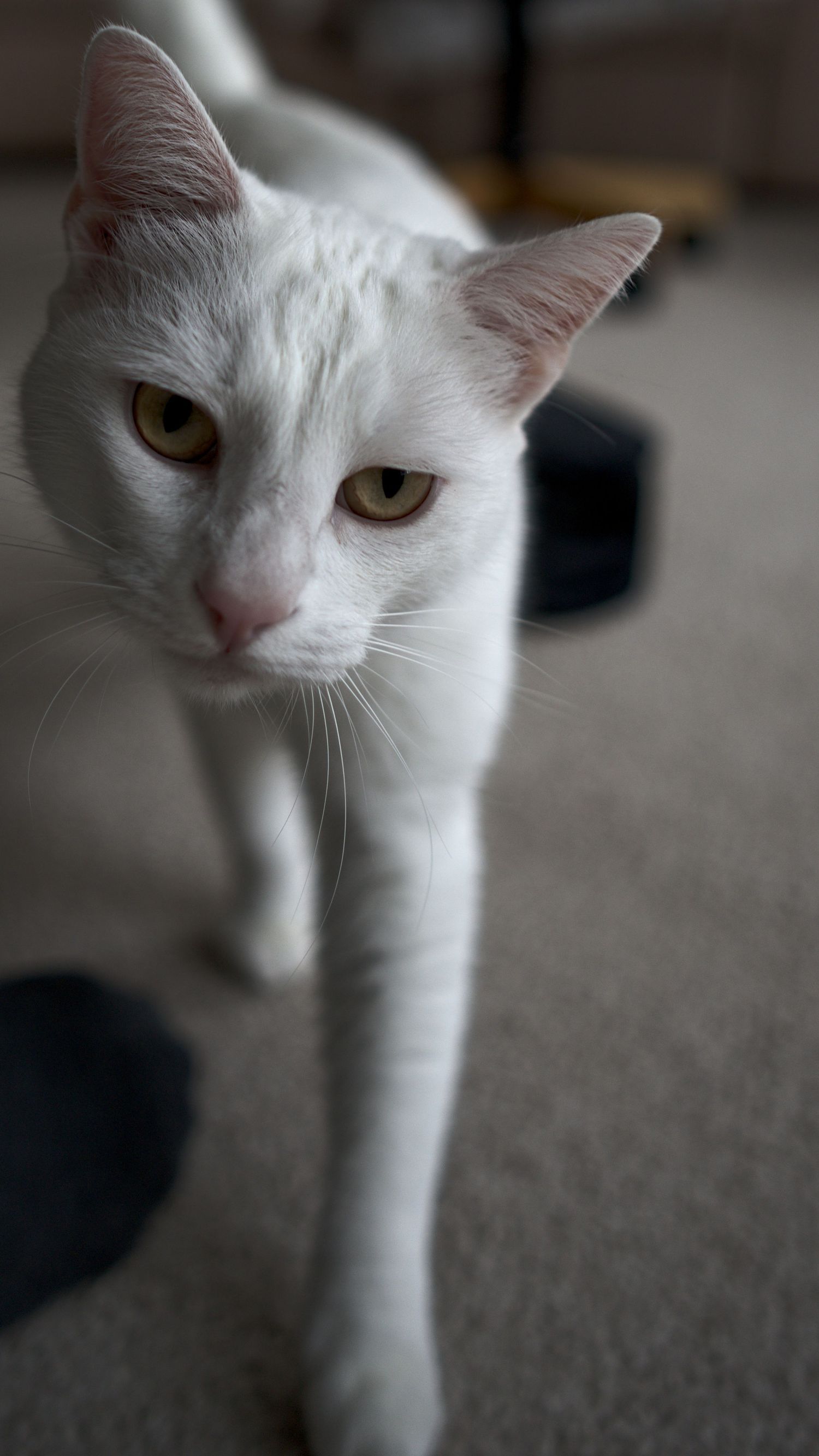 A white cat with yellow-green eyes walks toward the camera on a carpeted floor.