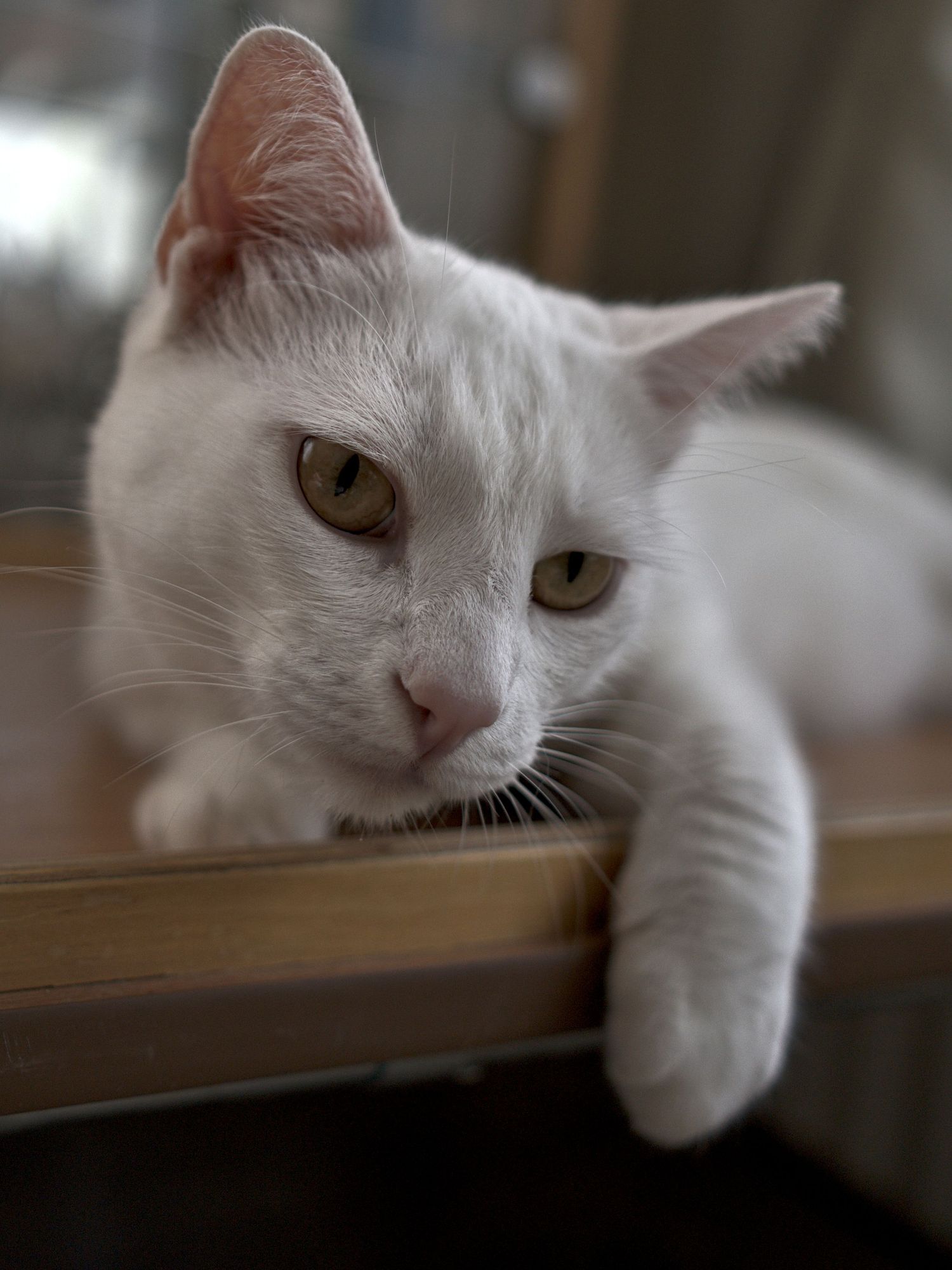 A white cat with green eyes rests its paws over the edge of a wooden shelf.