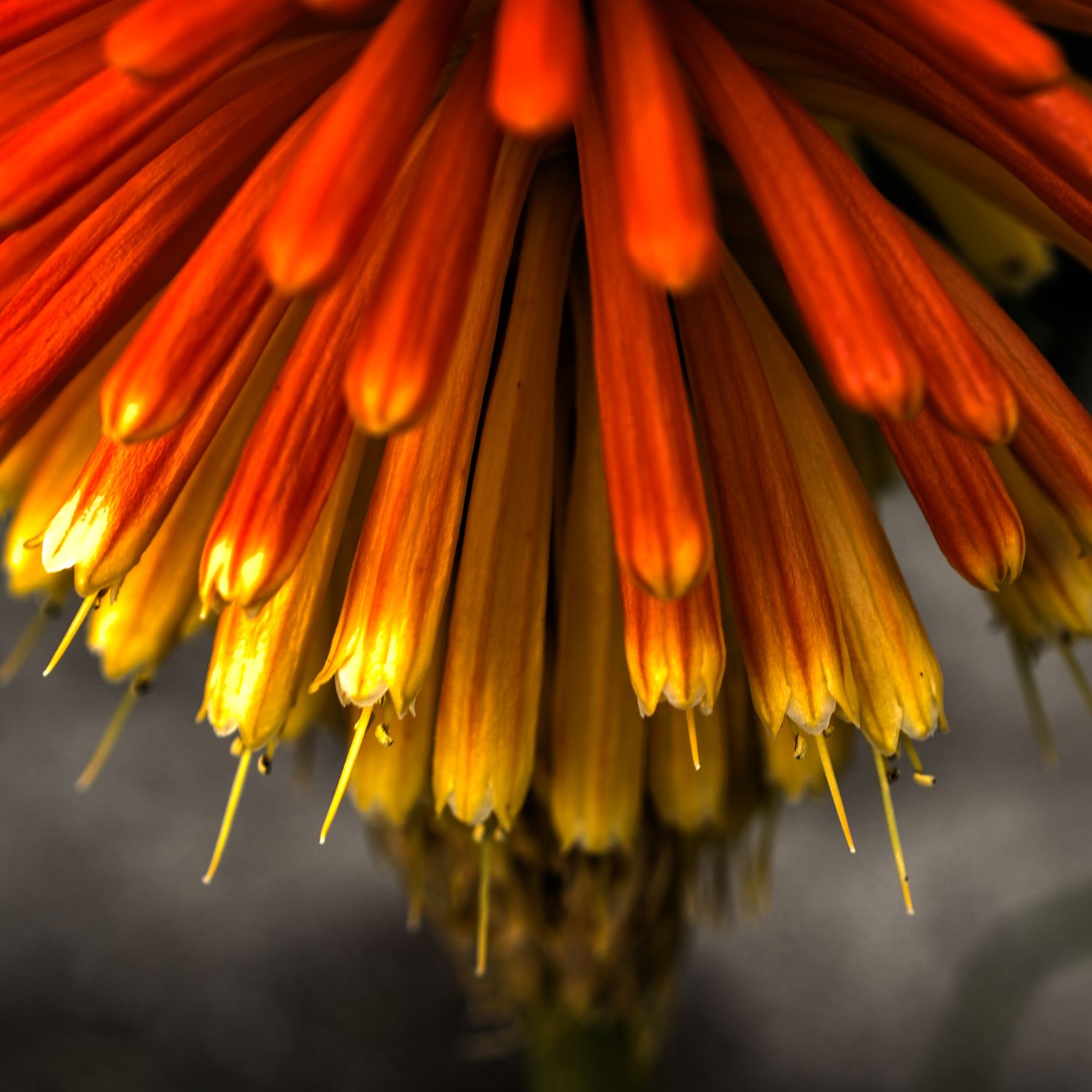 Macro close-up of vivid red and yellow Kniphofia flower petals with dramatic dark background.