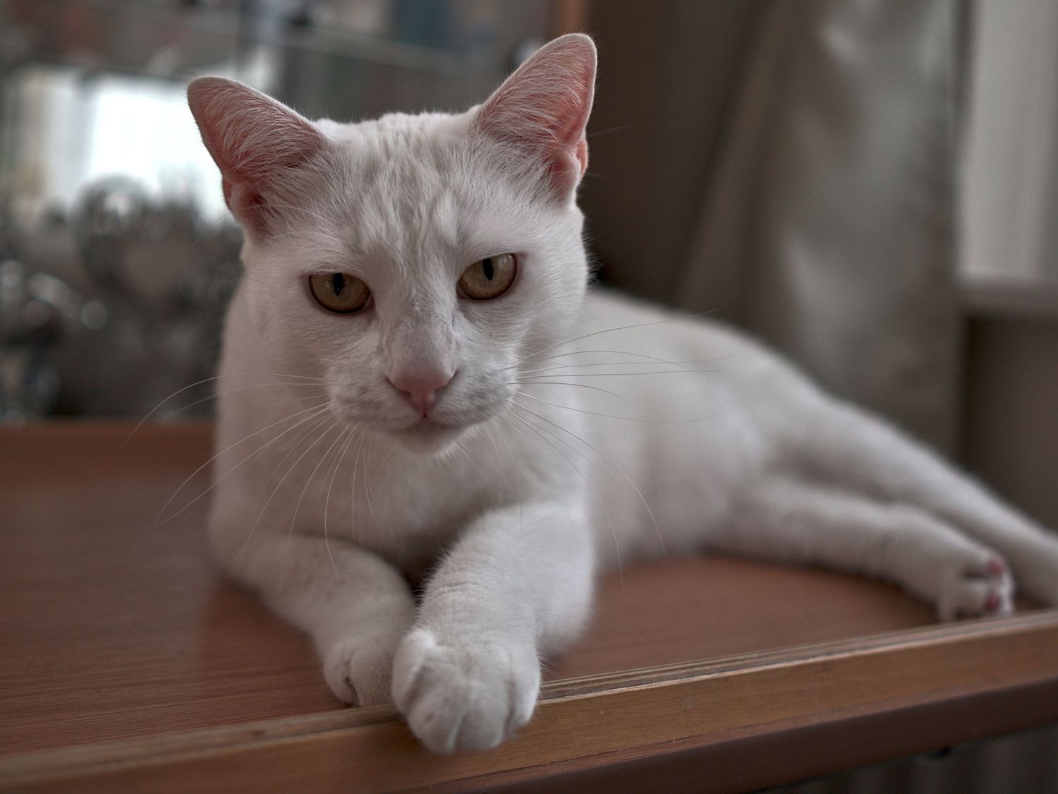 A white cat with amber eyes rests on a wooden table, looking directly at the camera.