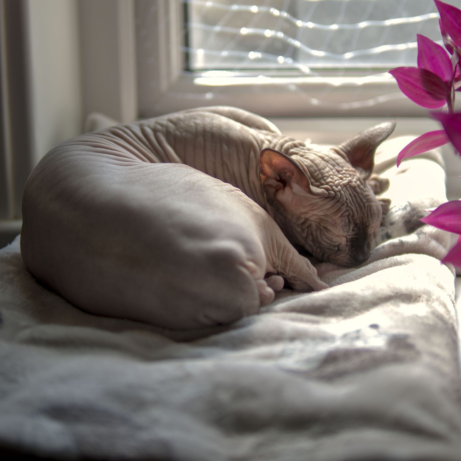 A hairless Sphynx cat curled up sleeping on a white blanket near a sunlit window with pink flowers.