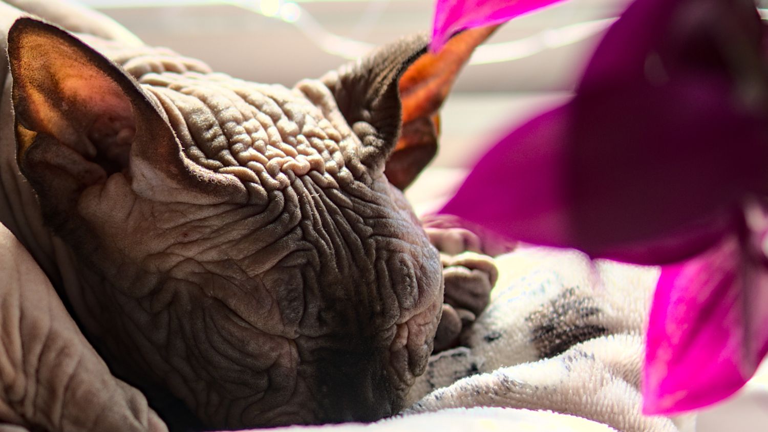 Close-up of a wrinkled Sphynx cat sleeping on a blanket near pink flowers in sunlight.