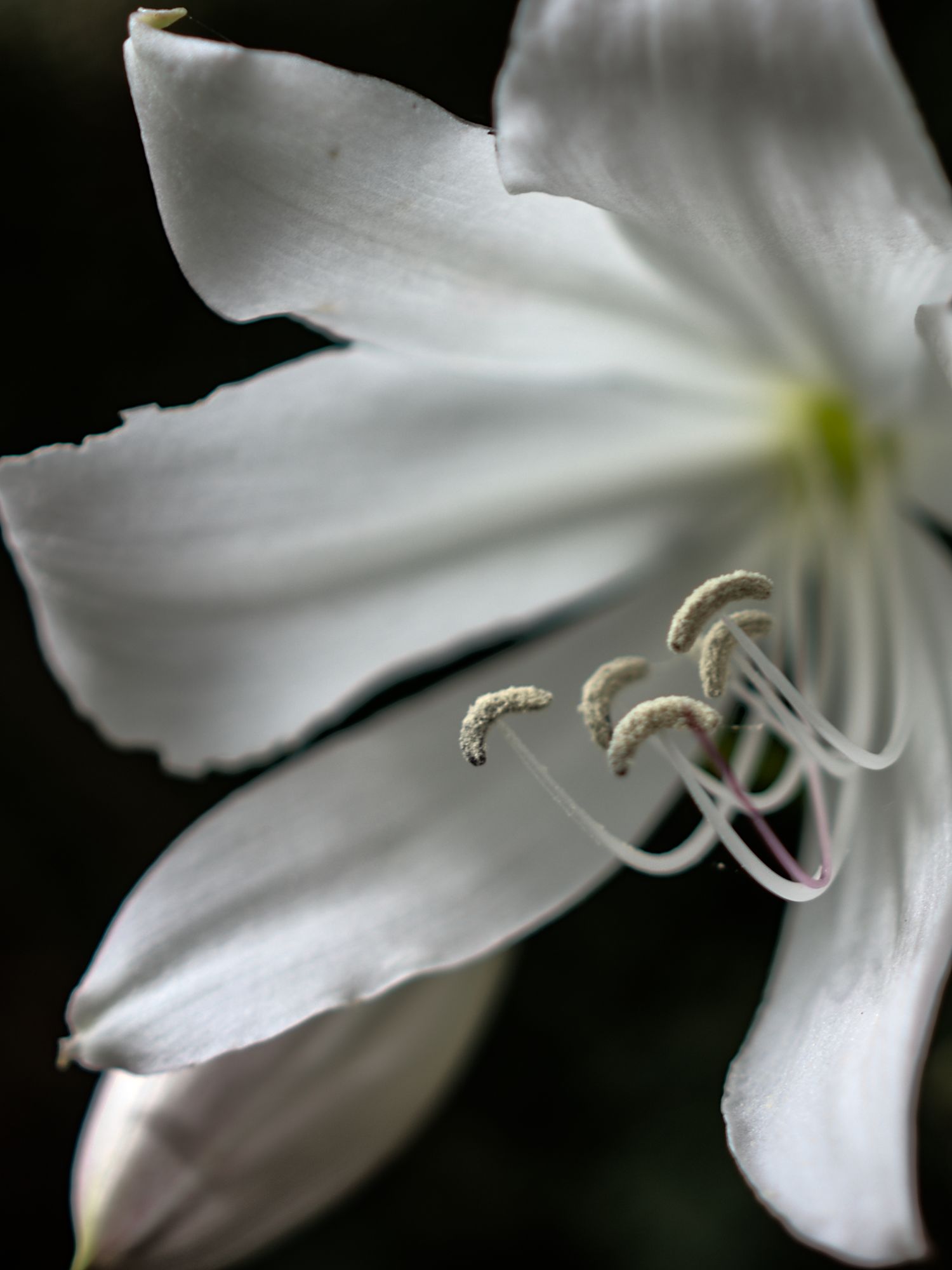 Close-up of a white lily flower with delicate stamens and pistils against a dark background.