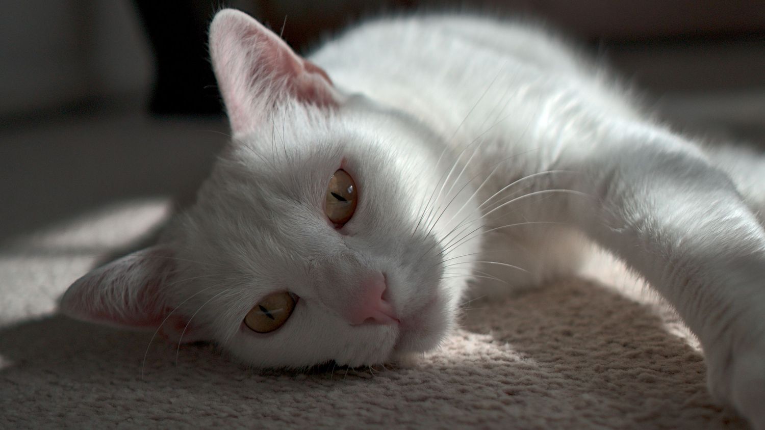 White cat with amber eyes resting on carpet in warm sunlight.