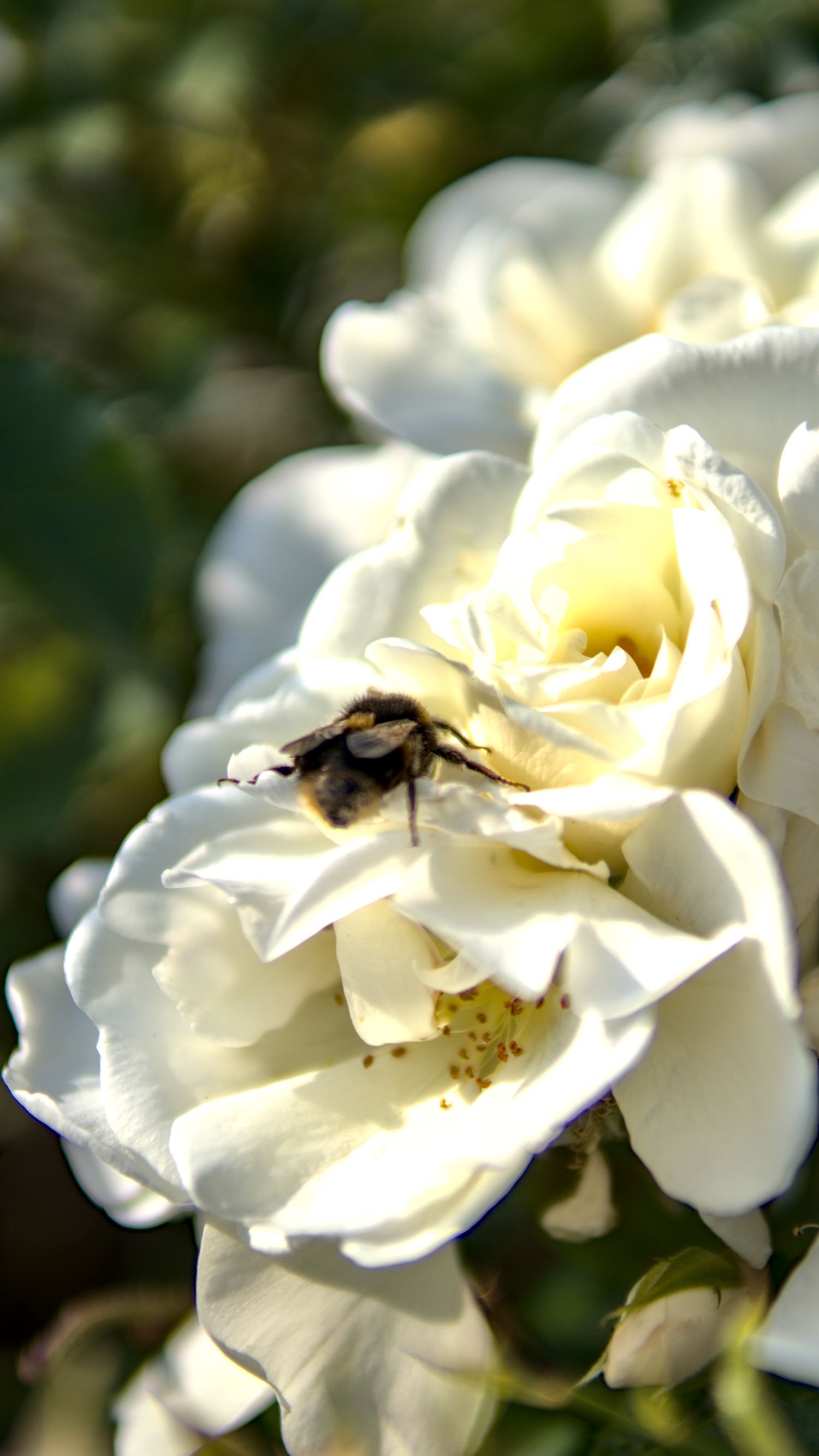 Bumblebee collecting pollen on a blooming white rose in bright sunlight with green bokeh background.