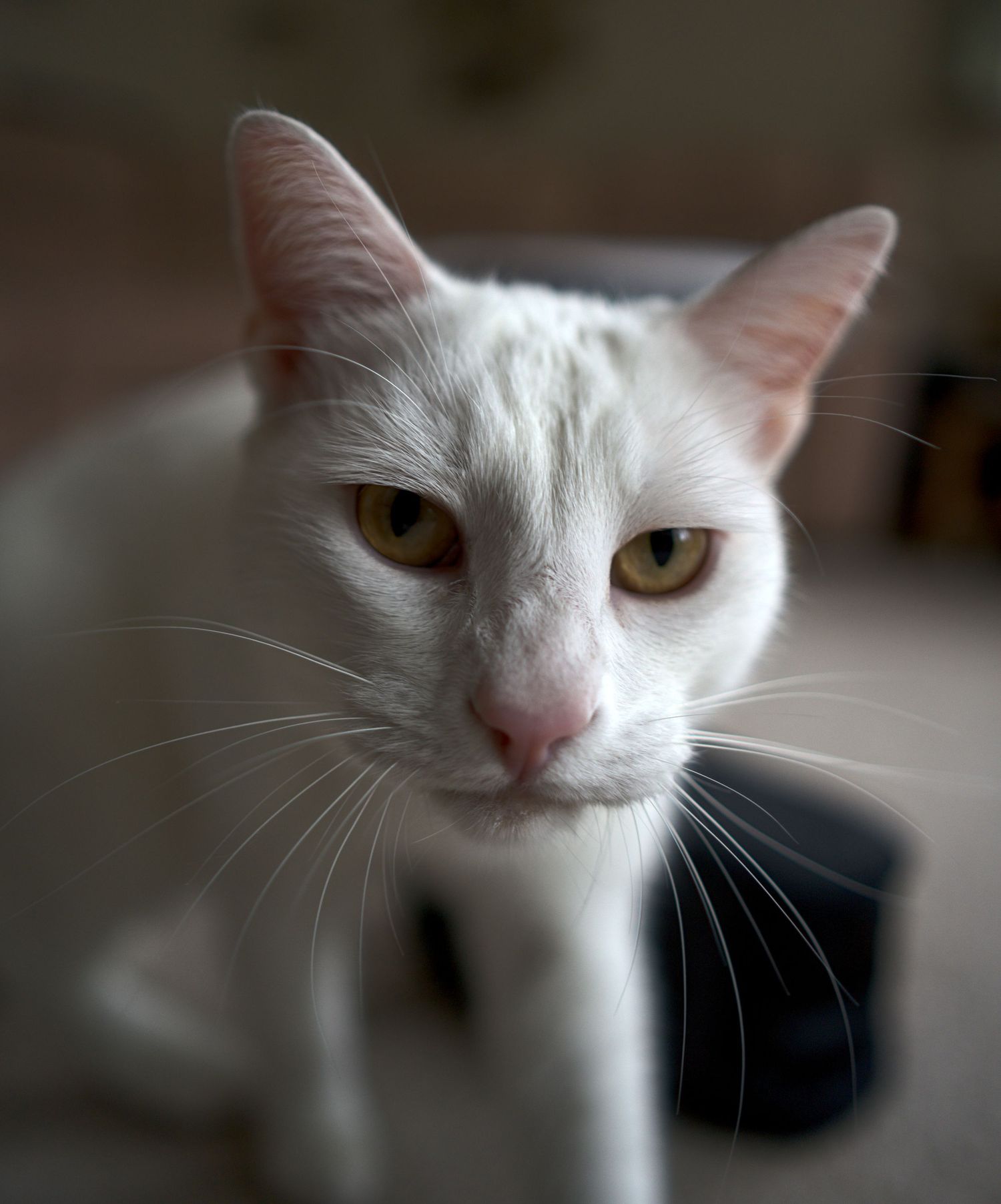 A white cat with yellow-green eyes gazing directly at the camera in soft indoor lighting.