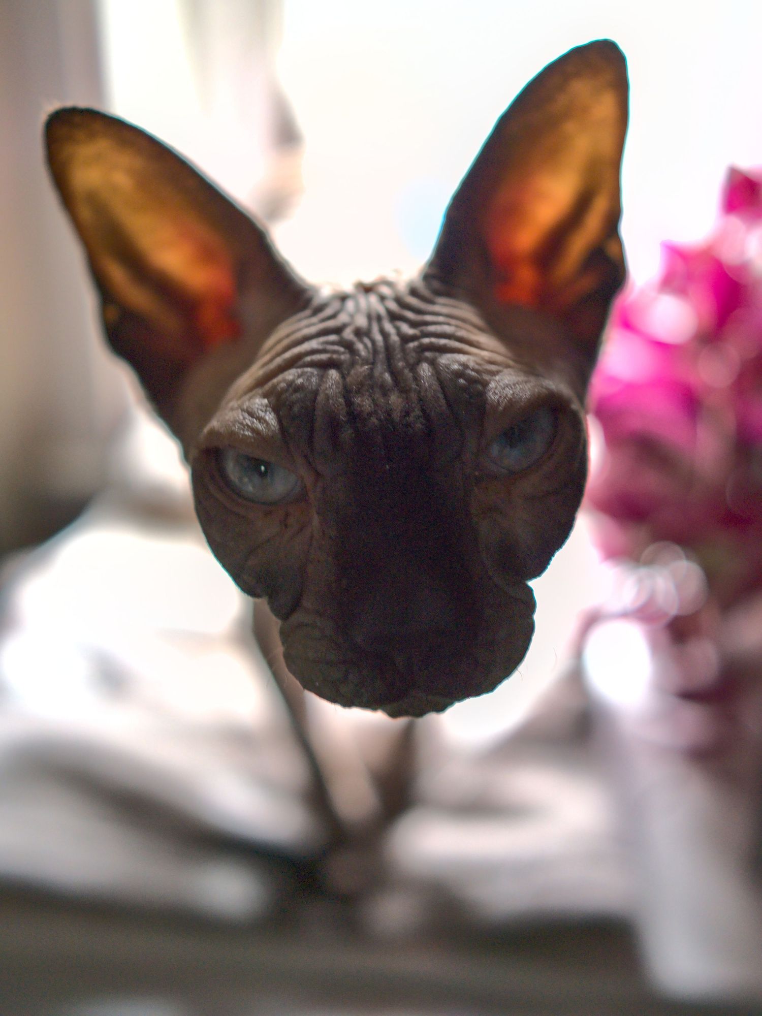 Close-up portrait of a dark Sphynx cat with blue eyes and large ears looking upward.