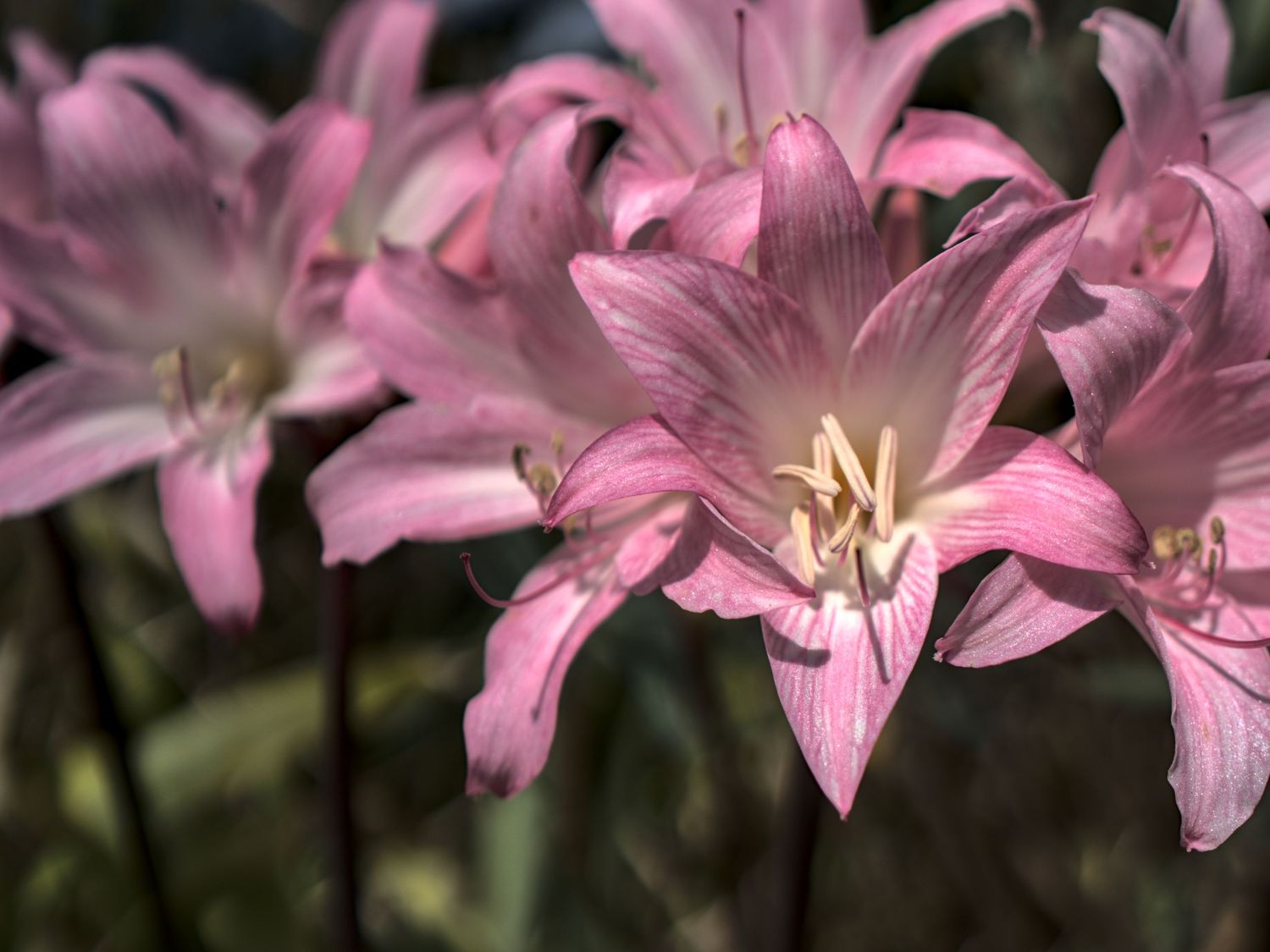 Close-up of pink Amaryllis Belladonna lily flowers blooming in soft natural light.