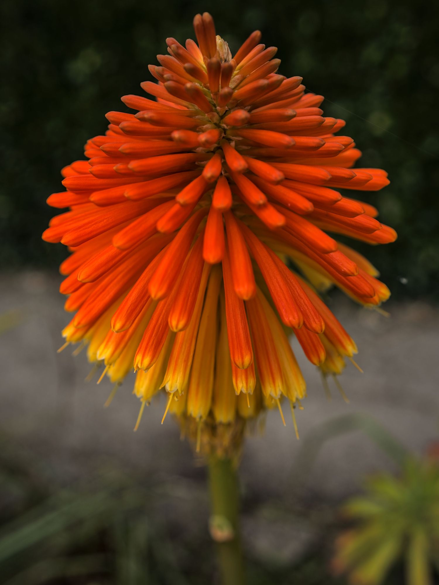 Vibrant red hot poker flower with orange and yellow tubular blooms in a garden.