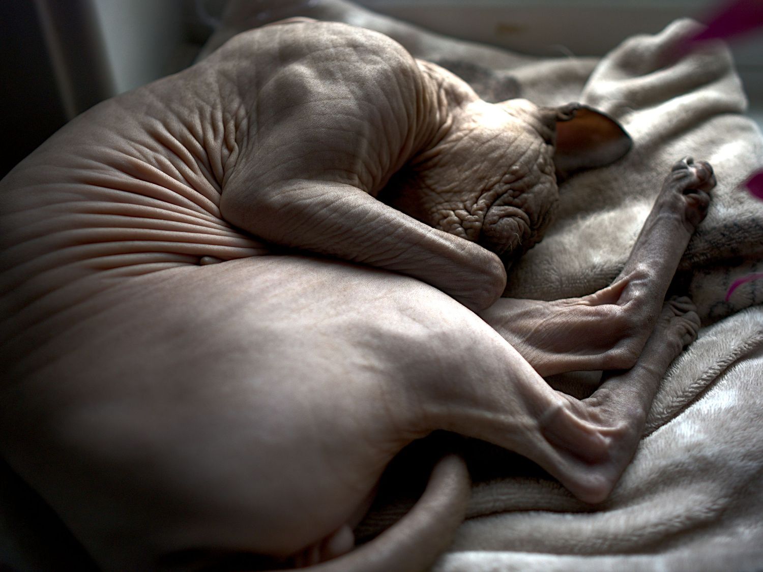 Hairless Sphynx cat curled up sleeping on soft blanket near window.