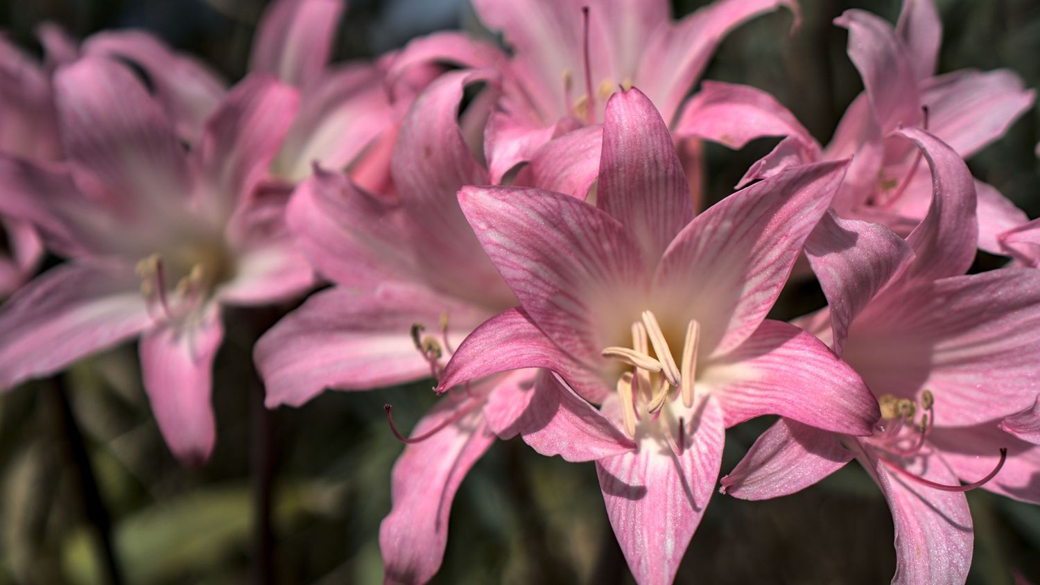 Cluster of pink naked lady lilies with white stamens in a garden setting.