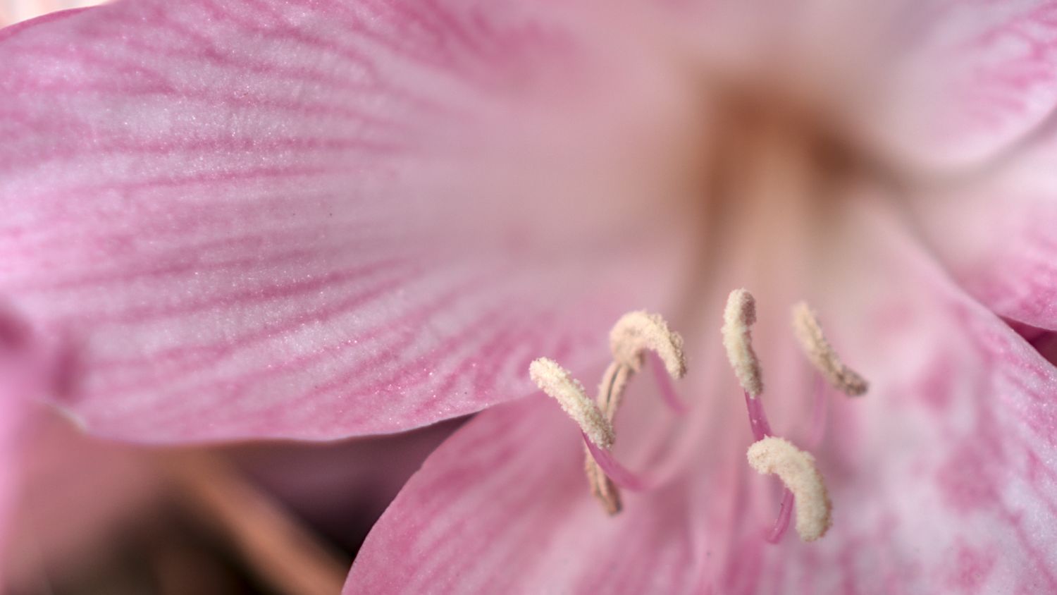 Macro close-up of a delicate pink lily flower showing detailed stamens and soft petal texture.