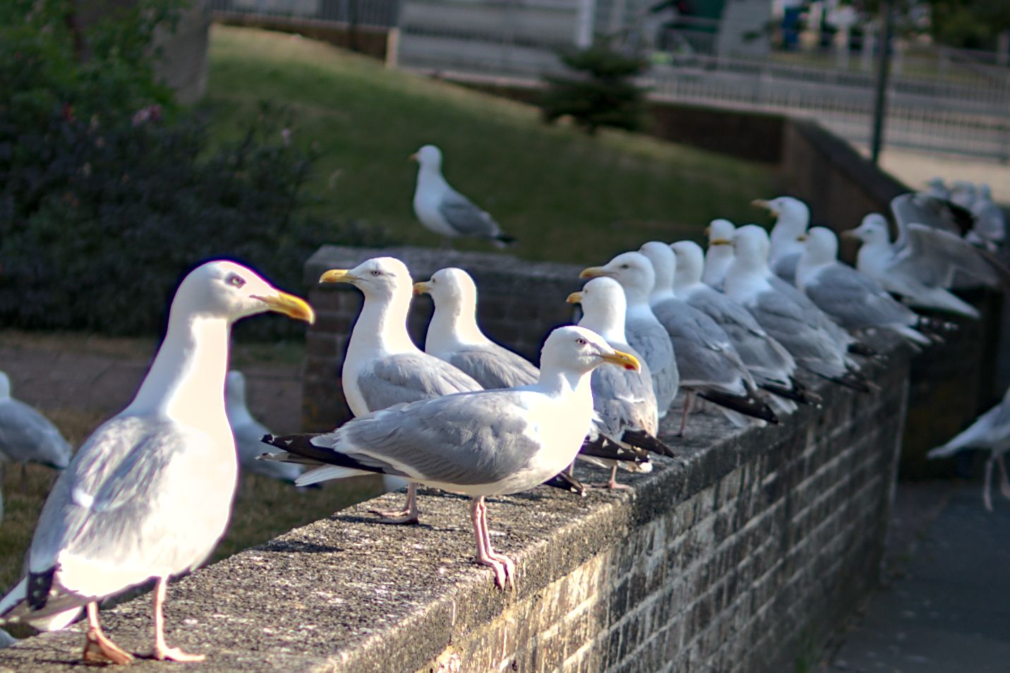 A flock of seagulls perched in a row on a stone wall in a park setting.
