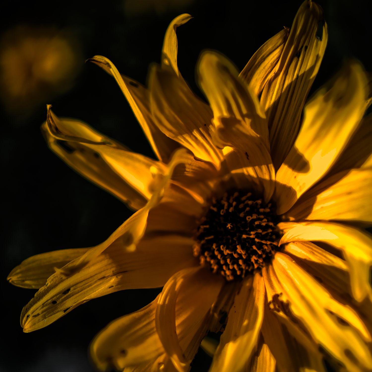 Dramatic close-up of a vibrant yellow daisy flower with dark center against a black background.