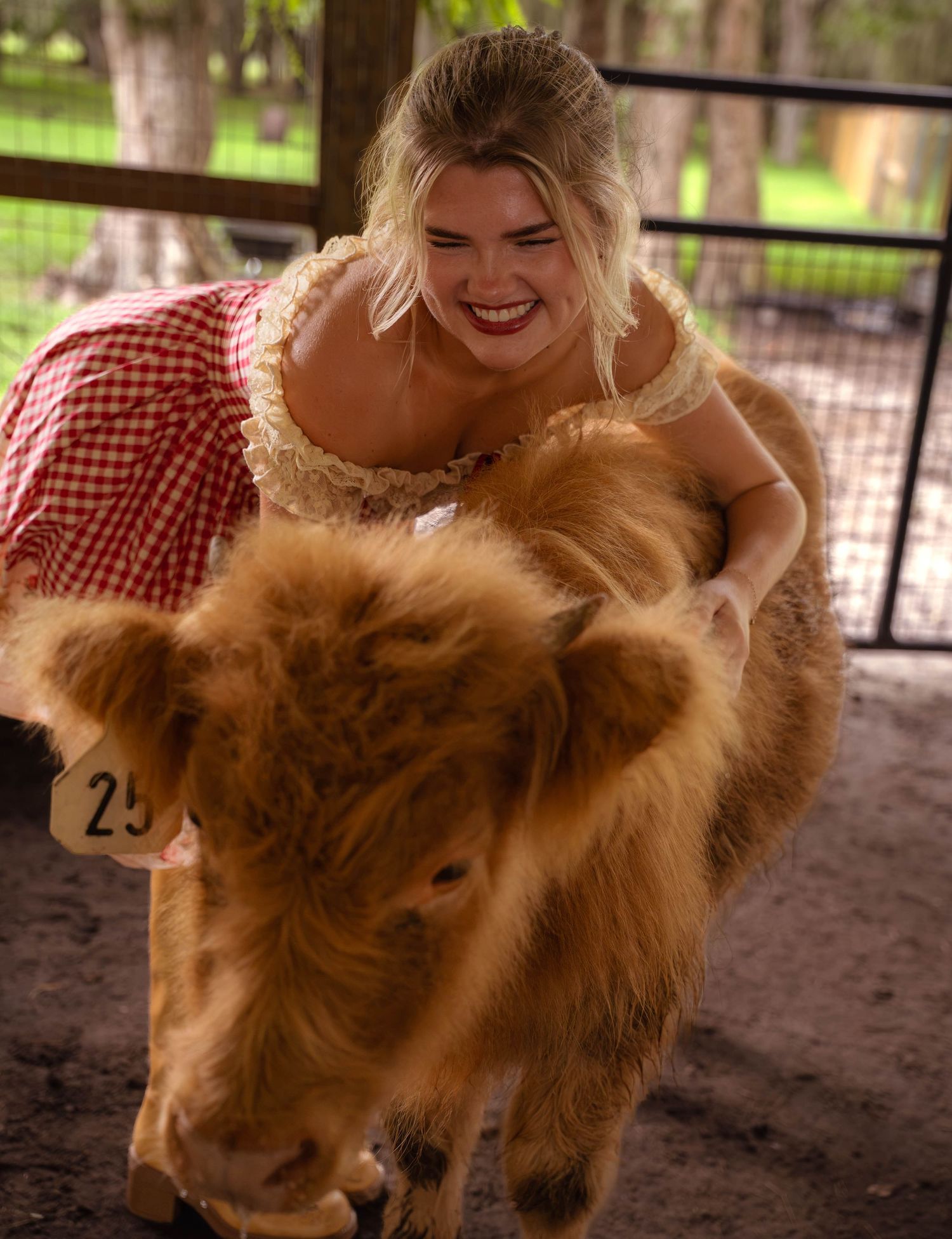 Smiling blonde woman in red gingham dress hugging a fluffy brown Highland calf in a barn.