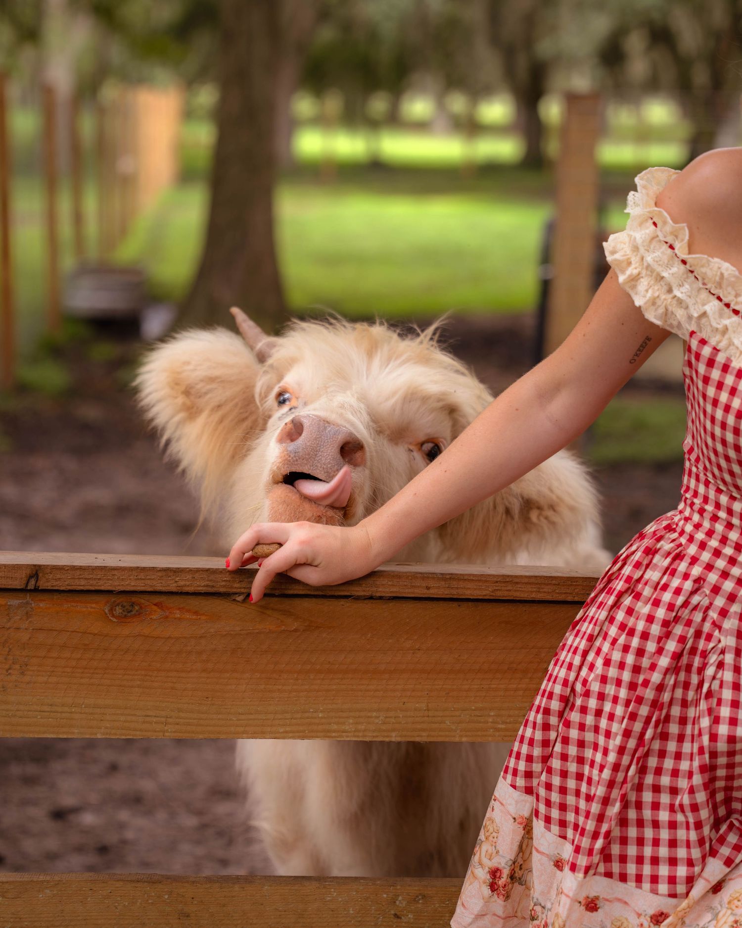 Woman in red gingham dress feeding a white fluffy mini Highland cow over a wooden fence.
