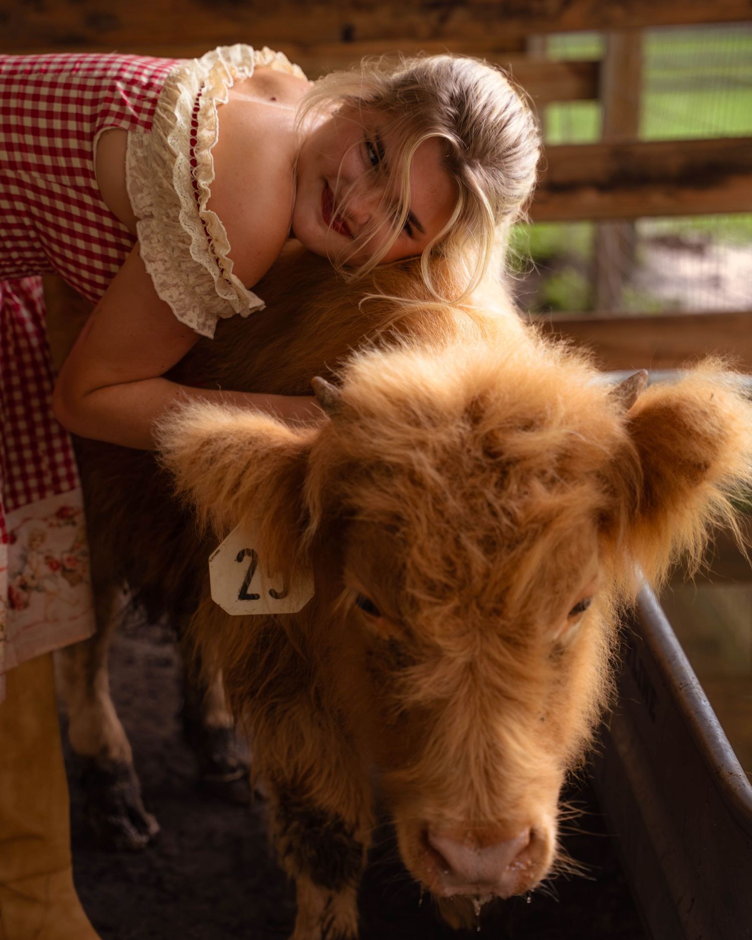 Blonde woman leaning over a wooden fence hugging a fluffy brown Highland calf with ear tag.