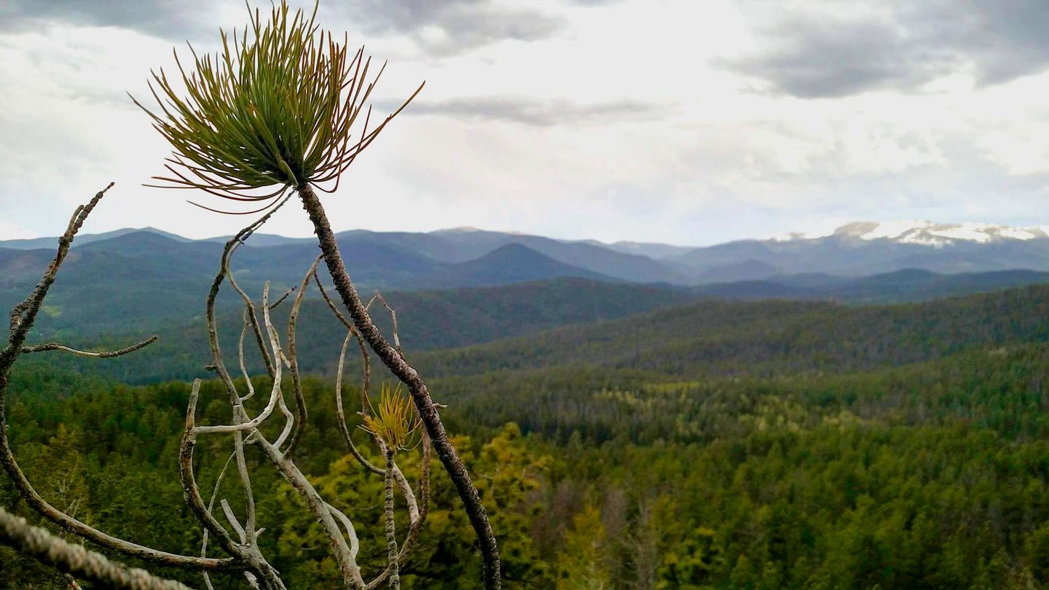 Pine tree branch in foreground with vast mountain forest landscape under cloudy sky.