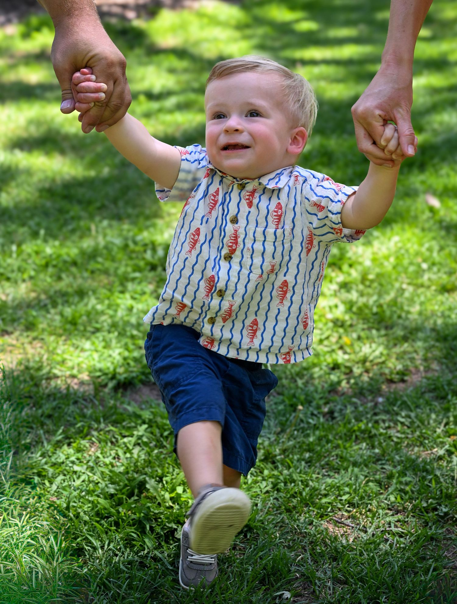 Smiling toddler boy in seahorse print shirt and navy shorts walks on grass while holding adults hands.