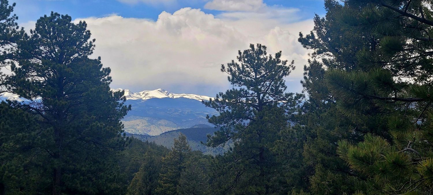 Snow-capped mountain peaks visible through pine trees under cloudy sky.