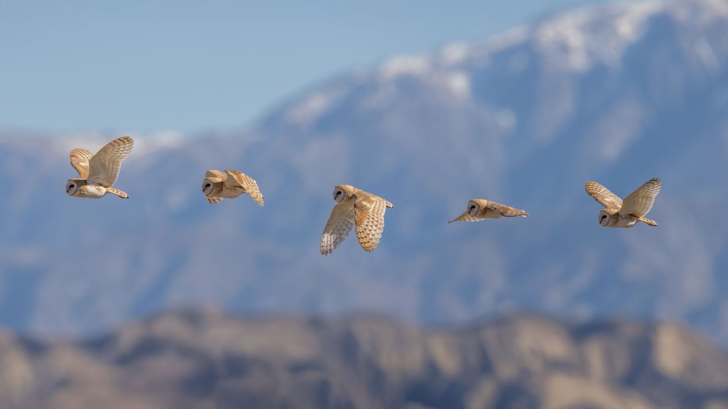 Four owls captured mid-flight in sequence against a mountain backdrop, showcasing dynamic wing positions in a stunning composite photo.
