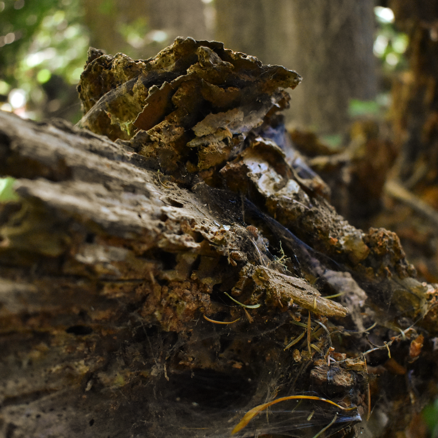 A photo of a decayed log.