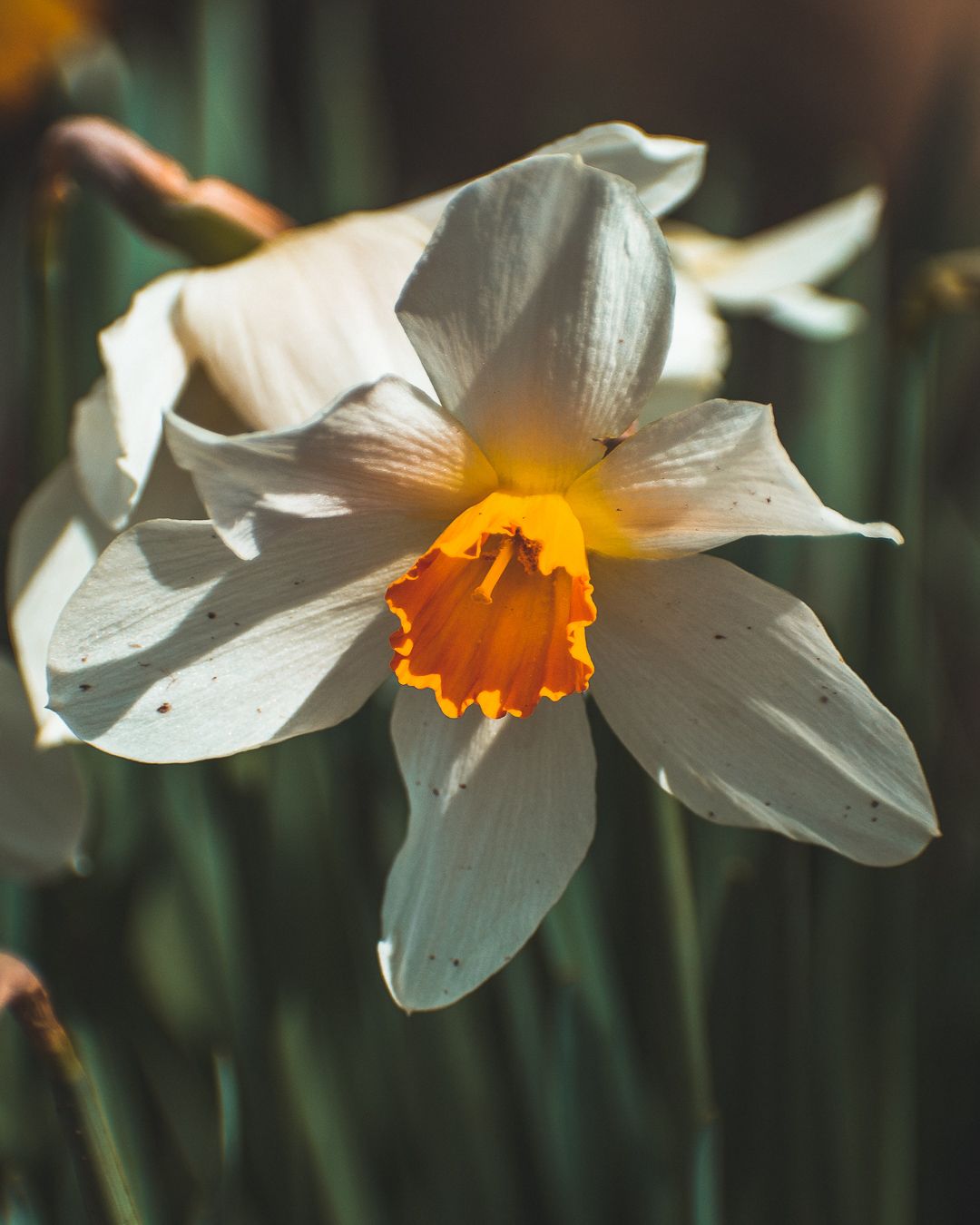 A photo of a white flower.