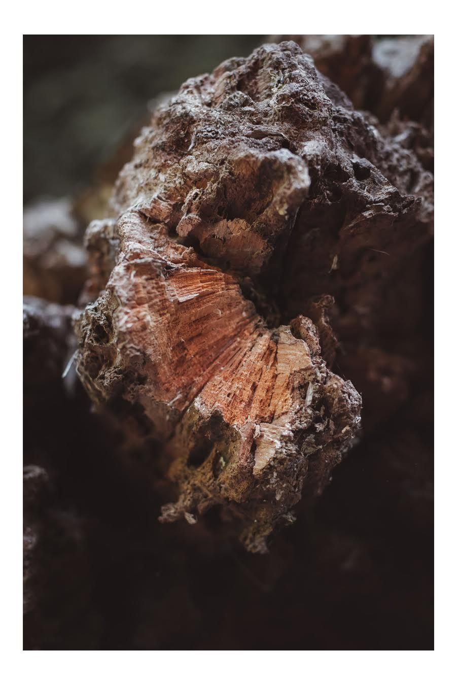 A photo of a decayed log.