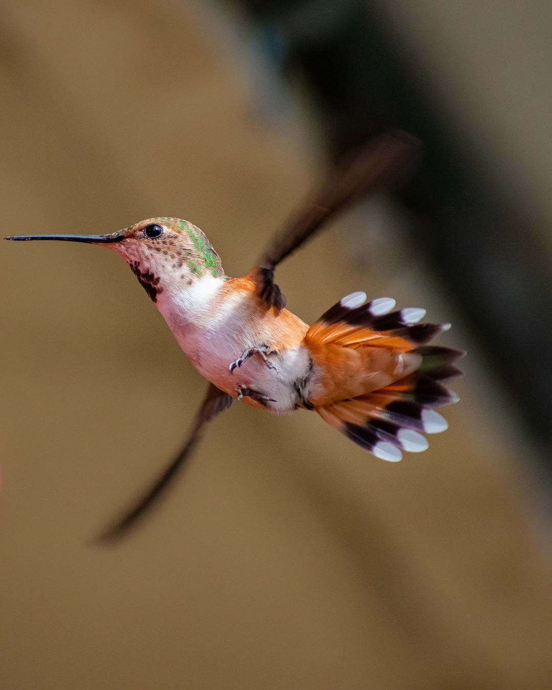 Photo depicting a hummingbird in flight.