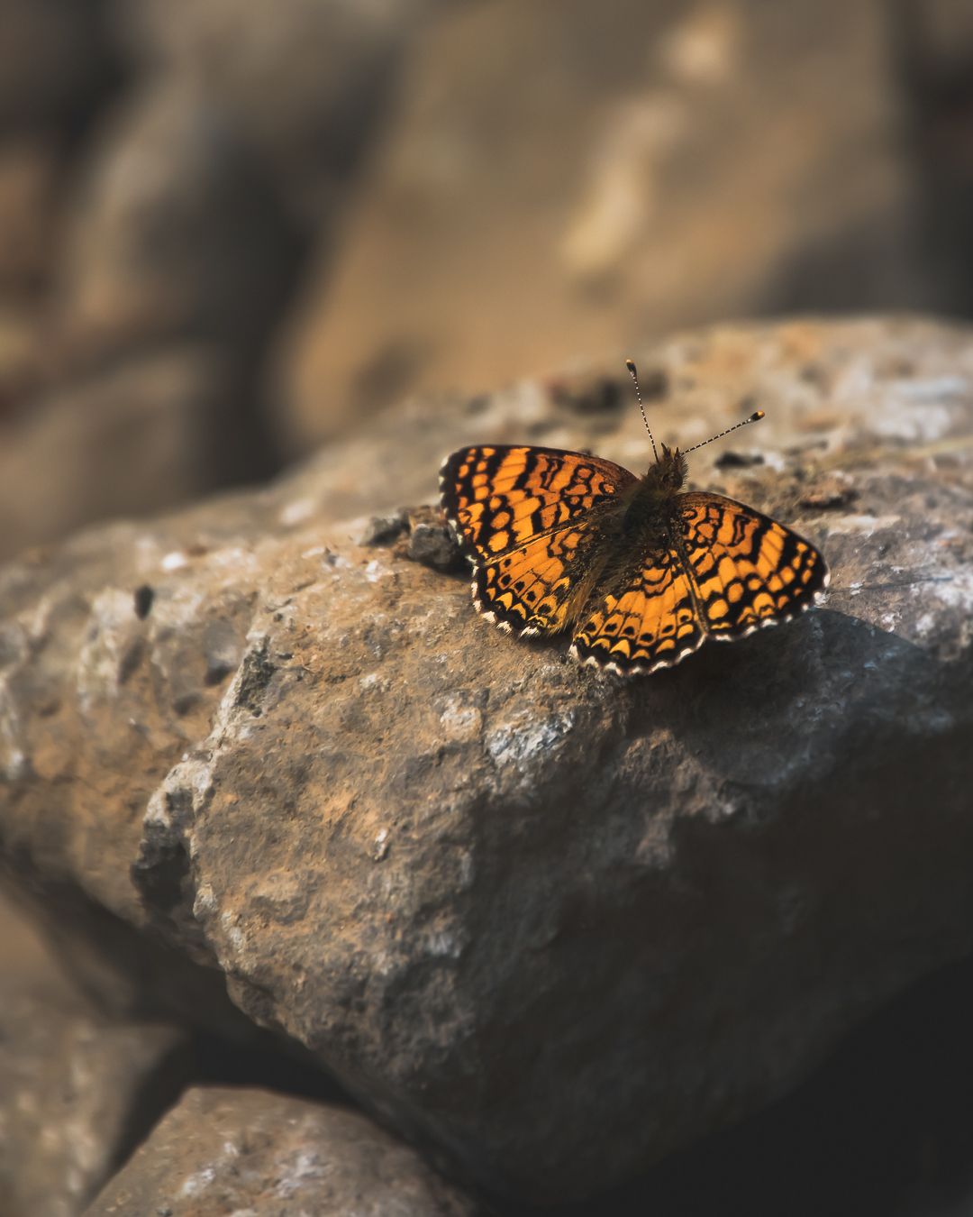 A photo of a butterfly on a rock.