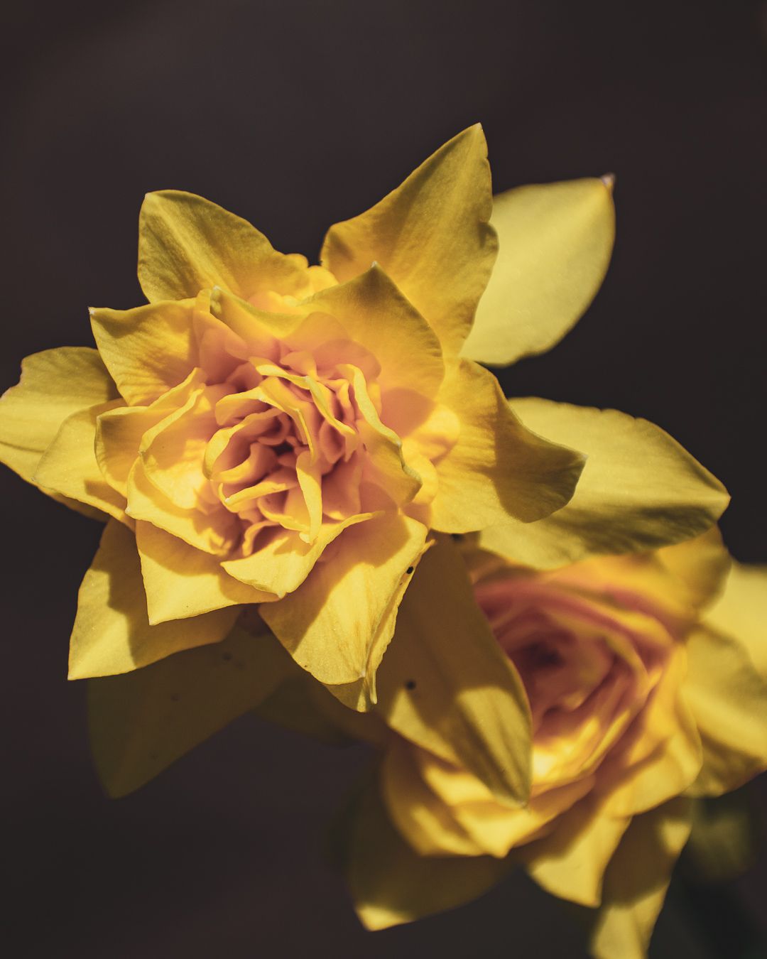 A photo of yellow flowers.