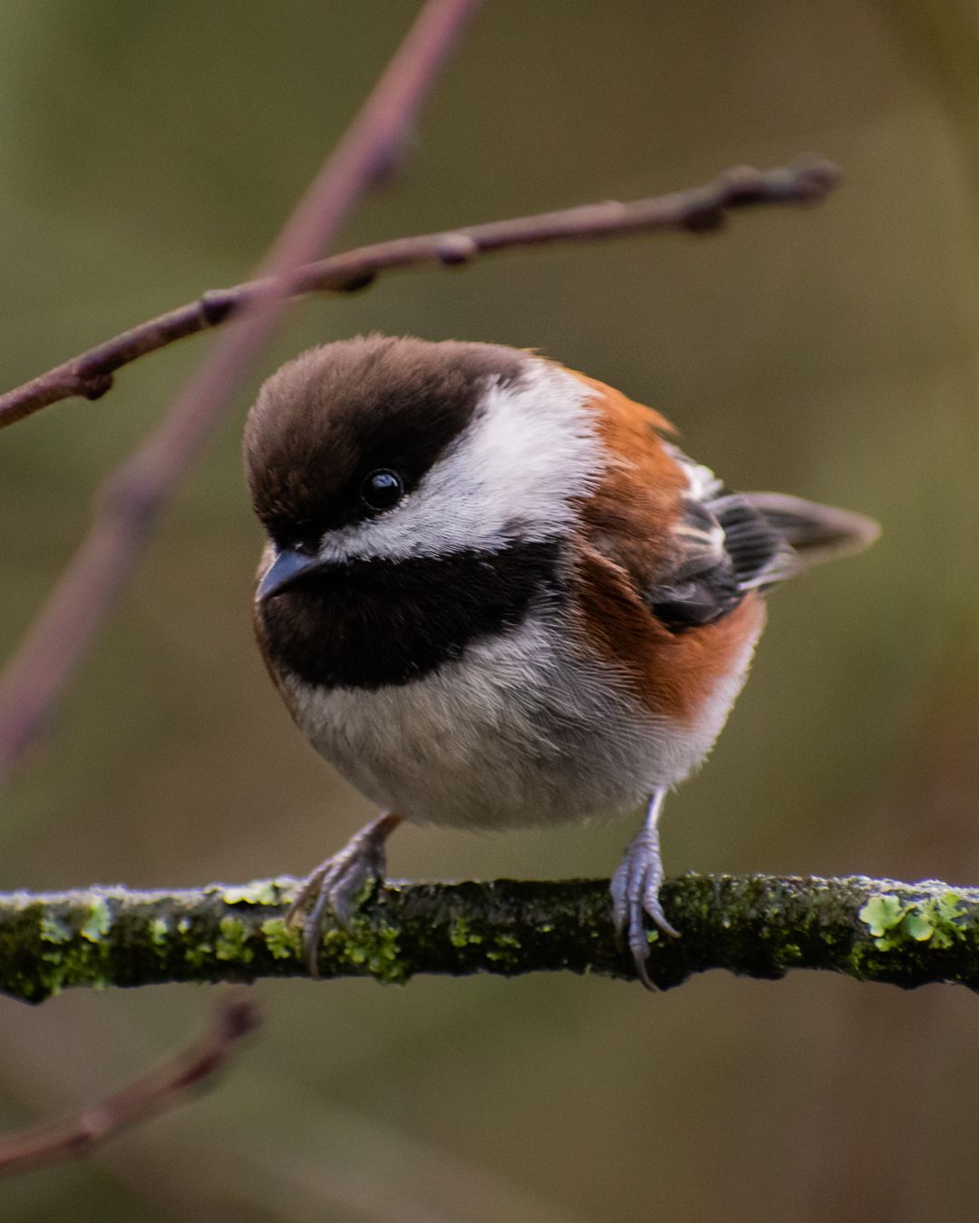 A photo depicting a chickadee on a branch.