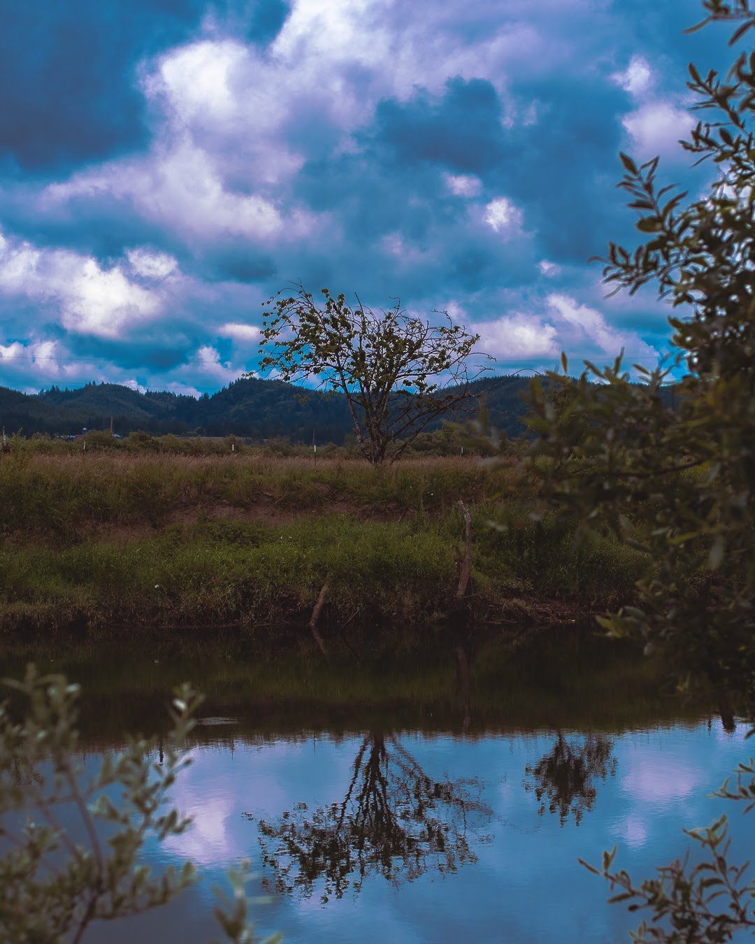 A photo of a tree with a sky background in front of a body of water.