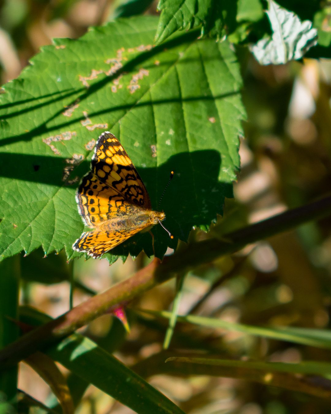 A photo of a butterfly on a leaf.