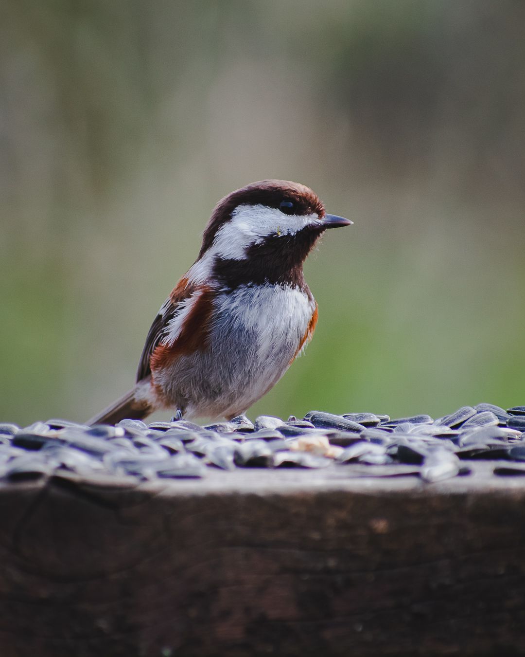 A photo of a curious chickadee.