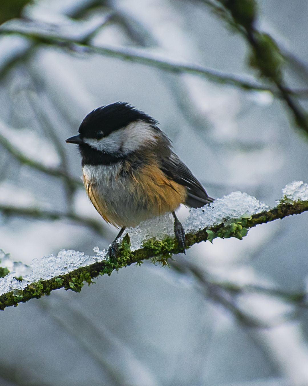 A photo of a chickadee on a branch with snow.