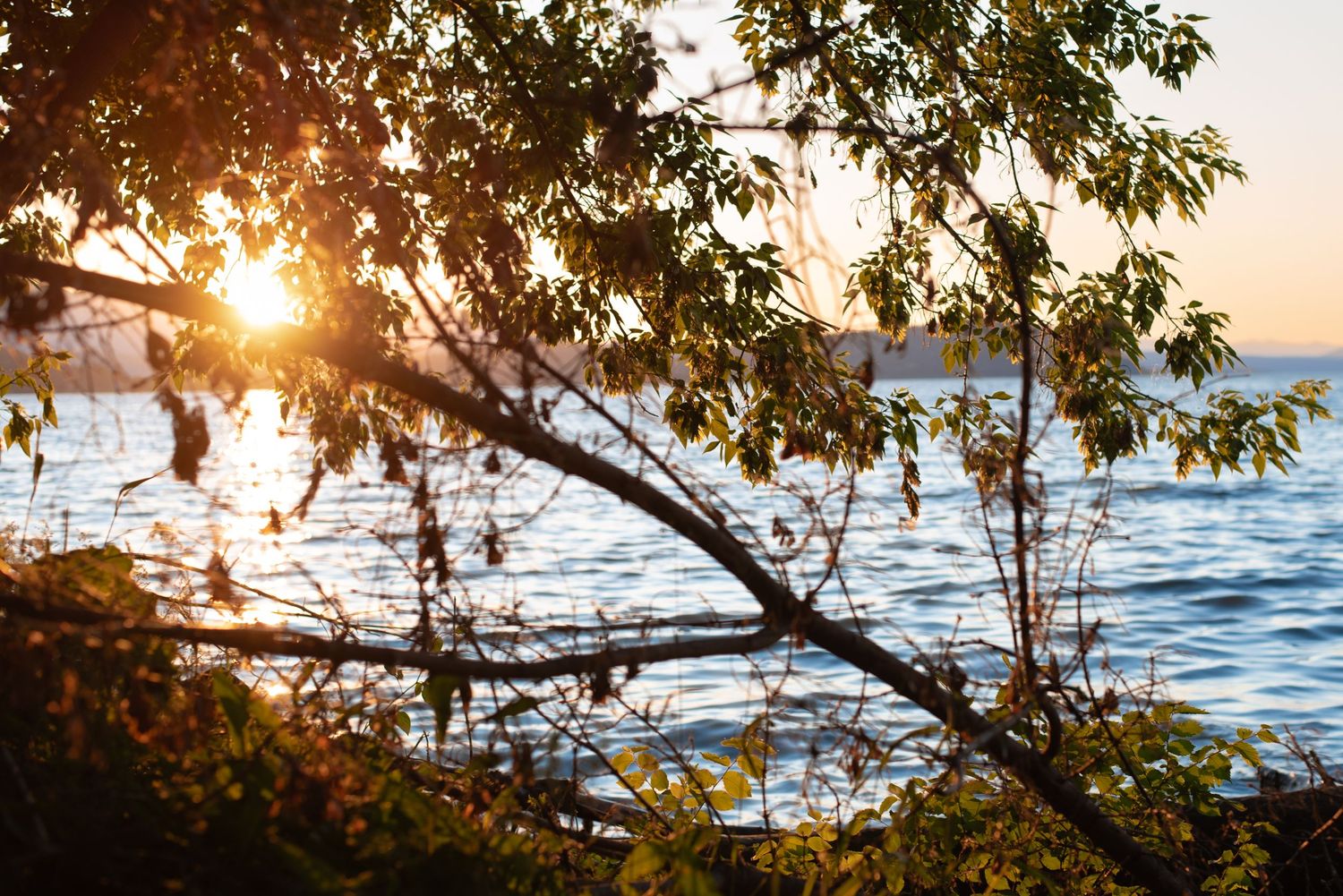A photo of a tree in front of a body of water during sunset.