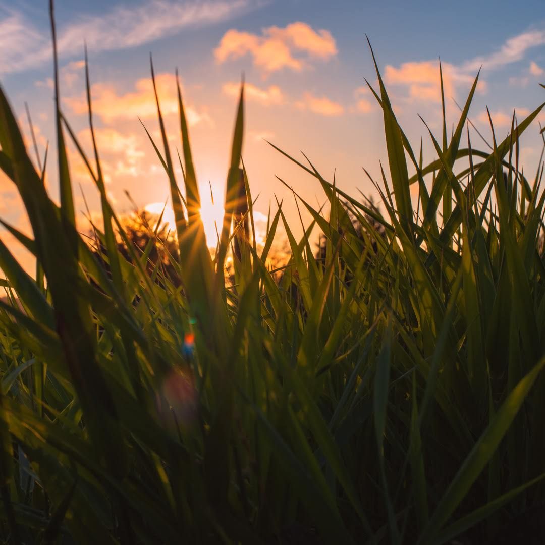 A photo depicting sunlight coming in through blades of grass.