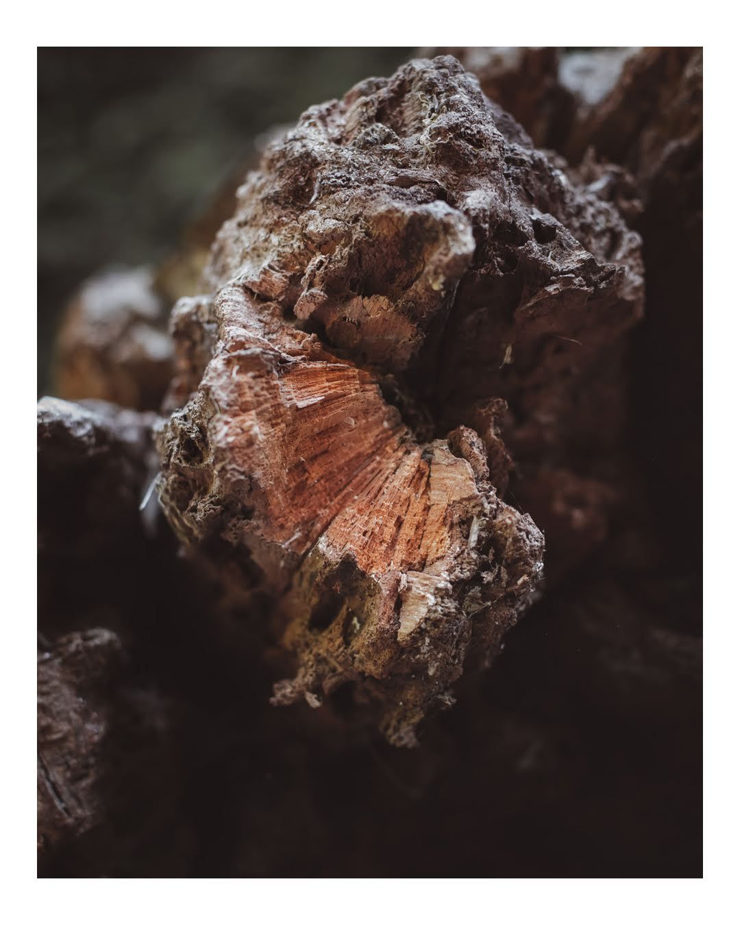 A photo of decayed wood.