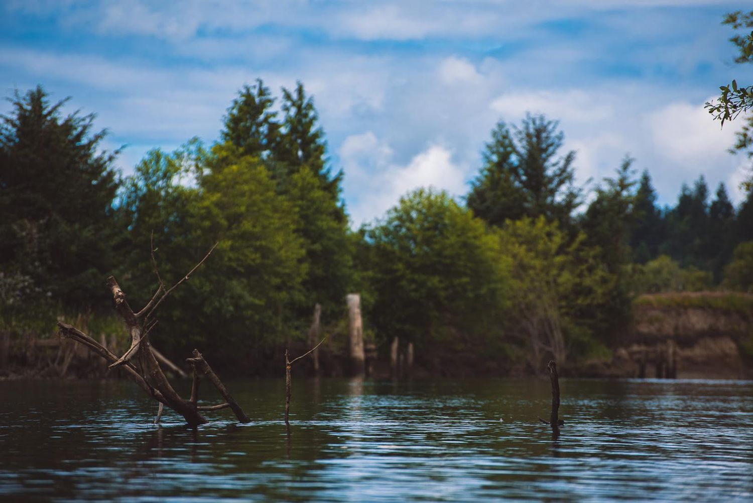 A photo of branches poking out of a body of water.