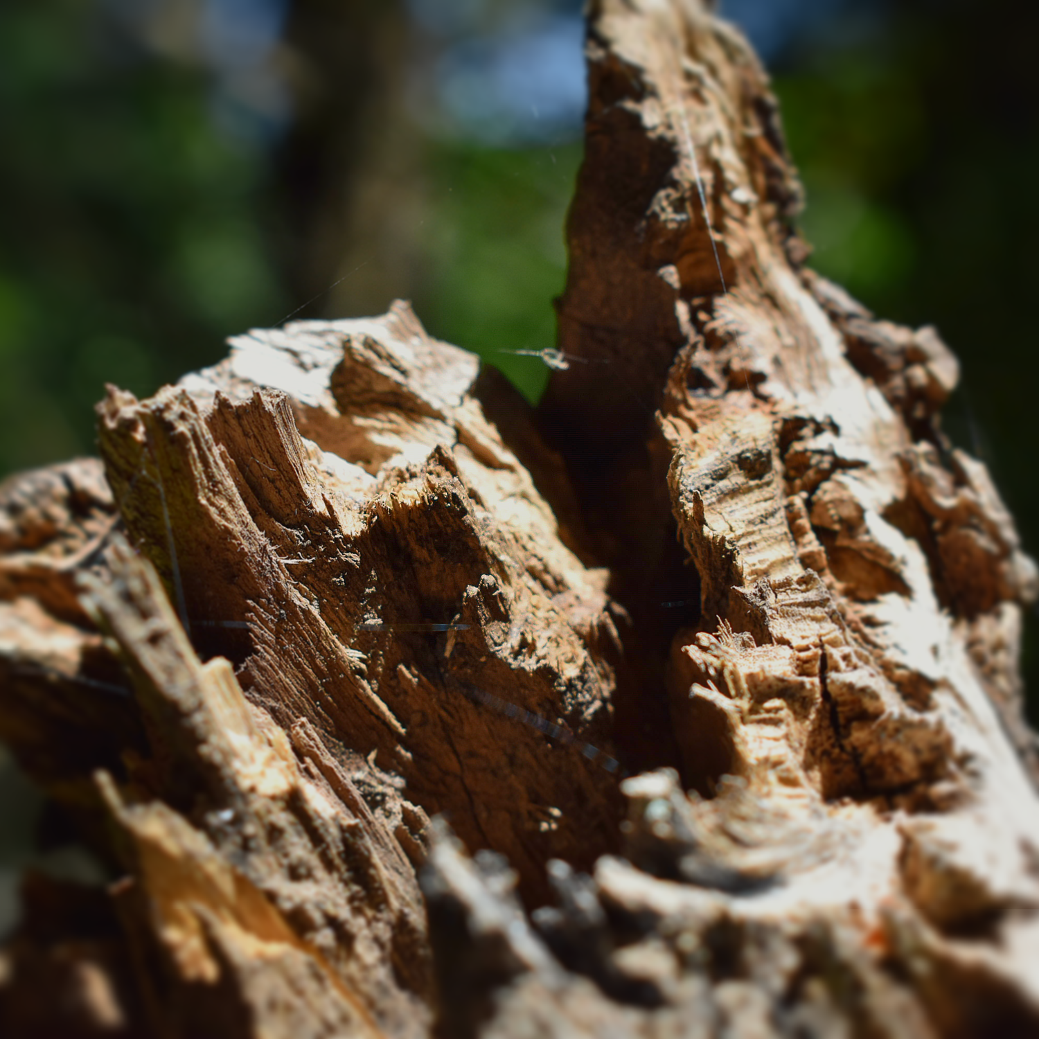 A photo of a broken tree.
